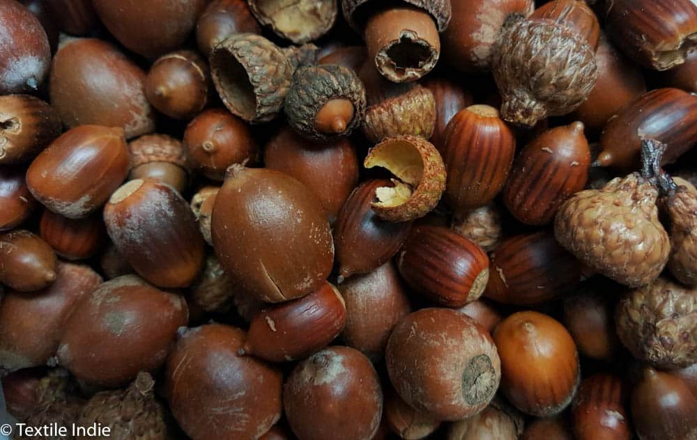 A close up of brown acorns used in natural dyeing projects