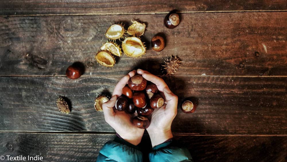 A woman's hands holding horse chestnuts with spiky horse chestnut hulls on a wooden table