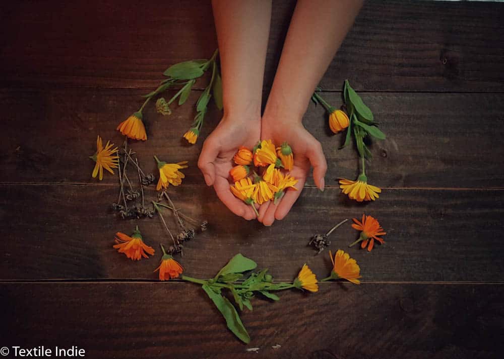 a womans hand holding Calendula flowers heads. orange calendula flowers and seed pods surround her hands and forearms