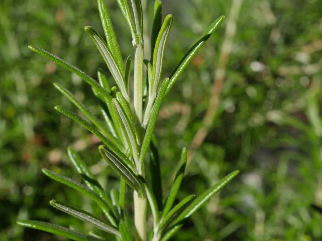 Rosemary leaves and stalk.