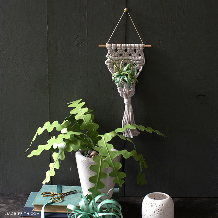 One plant on a table and one in a macrame plant holder