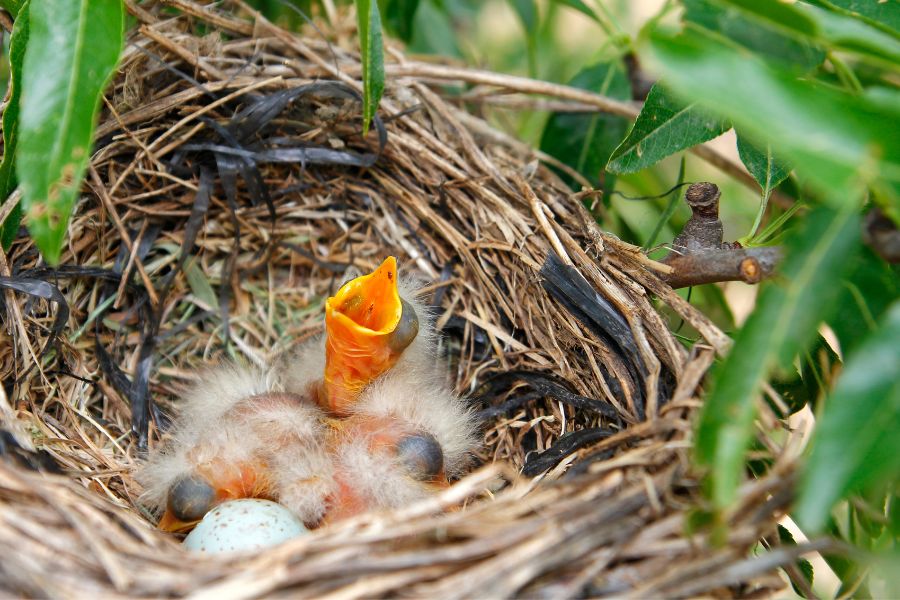 A tiny baby bird with it's beak wide open, sitting in a nest